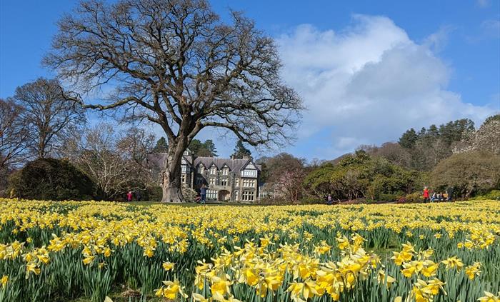A sea of daffodils fill the Old Park in March, bright yellow flowers with green stems in the foreground and looking across the ha ha towards the house